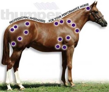 Thumper EQUINE Pro masszázsgép